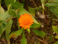 2013-08-18_Regina-F-Rau_Schachen_Blumen  (028).JPG